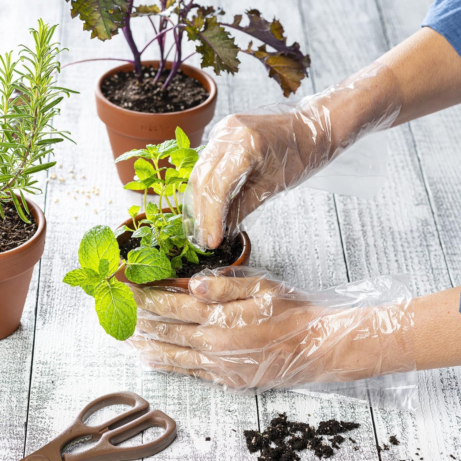 500 Count Disposable Sterile Poly Plastic Gloves for Cooking, Food Prep and Food Service | Latex & Powder Free - One Size Fits Most